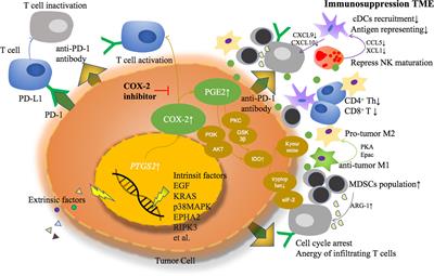 Cyclooxygenase-2 Inhibitor: A Potential Combination Strategy With Immunotherapy in Cancer